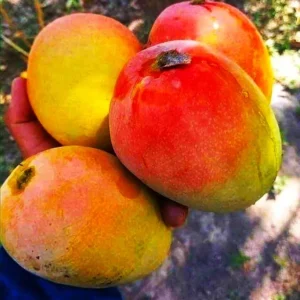 Alphonso mango plants