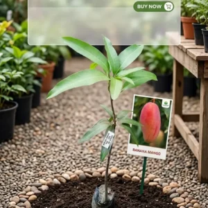 Banana mango plant