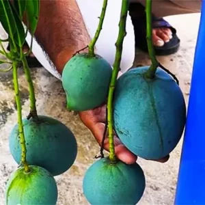 kalapadi mango in drum