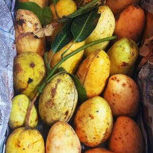 katimon mango