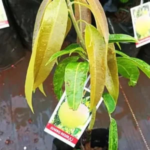 r2e2 mango plants
