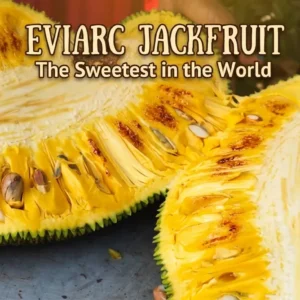 eviarc jackfruit