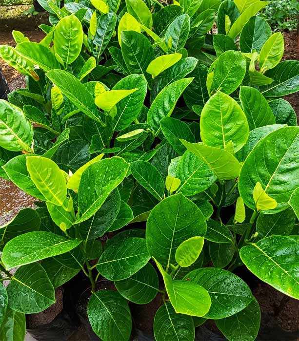 eviarc jackfruit plant eviarc jackfruit plant