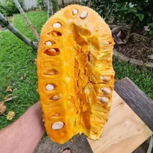 j33 jackfruit
